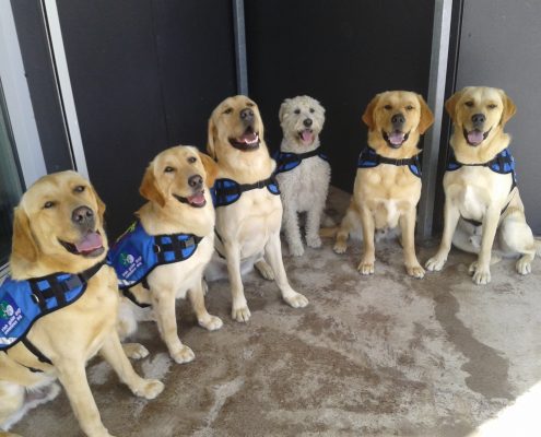 tax relief assistance dogs